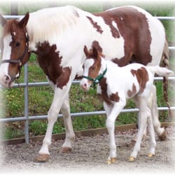 Painted Blessings Ranch - Ellie & Blessing