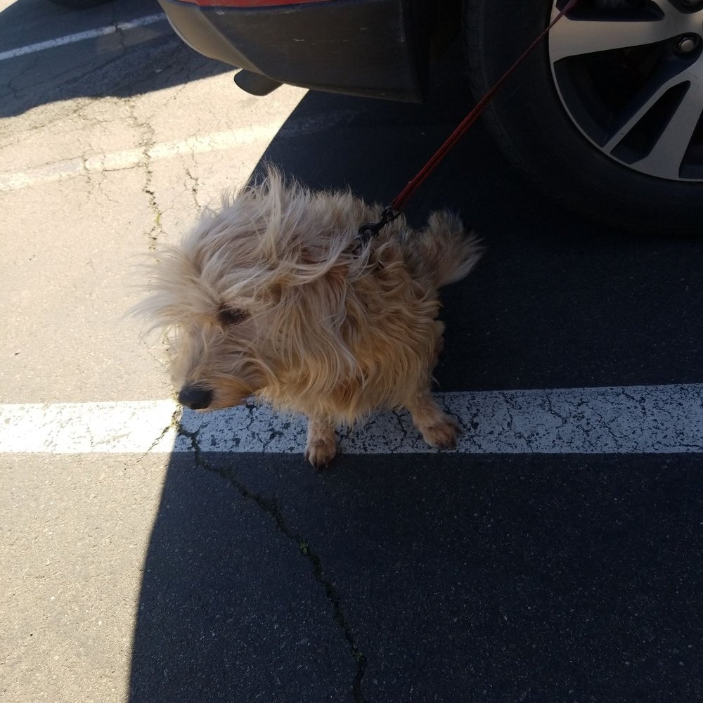 Ben's Barketplace | Citrus Heights - Taking him for a bath & getting some treats. - Pet Stores Near Me - Citrus Heights, California
