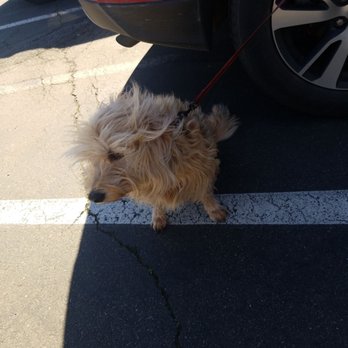 Ben's Barketplace | Citrus Heights - Taking him for a bath & getting some treats. - Pet Stores Near Me - Citrus Heights, California