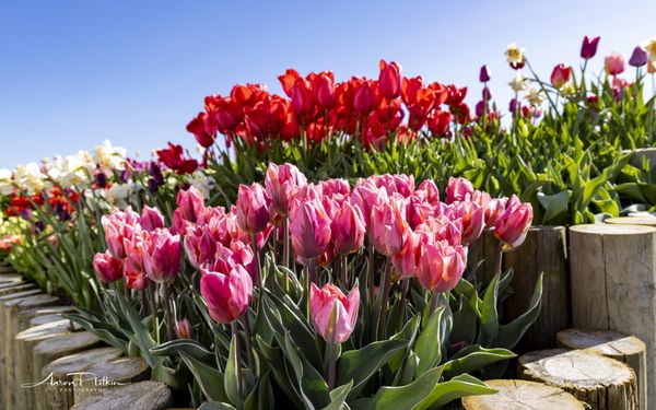 Tulip Valley Farms by null