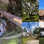 Photo of Phillips Tree Services