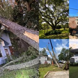 Phillips Tree Services