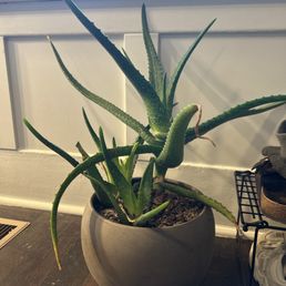 Aloe plant in a round pot which was purchased from Fernseed. Aloe plant in a round pot which was purchased from Fernseed.