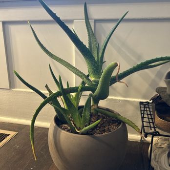 The Fernseed - Aloe plant in a round pot which was purchased from Fernseed. - Nurseries & Gardening Near Me - Tacoma, Washington The Fernseed - Aloe plant in a round pot which was purchased from Fernseed. - Nurseries & Gardening Near Me - Tacoma, Washington