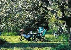 The Orchard Tea Garden by null