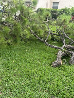 The Bless Landscaping on Yelp