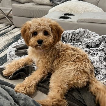 Pet Evolution - Pet Stores Near Me - Frisco, Texas Pet Evolution - Pet Stores Near Me - Frisco, Texas