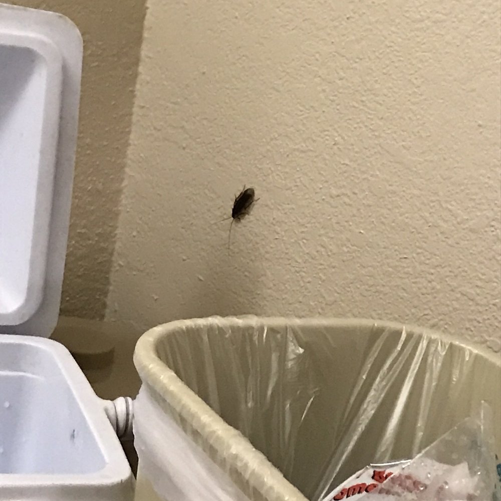 Red Roof Inn - Cockroach in the room - Hotels Near Me - Bloomington, Illinois Red Roof Inn - Cockroach in the room - Hotels Near Me - Bloomington, Illinois