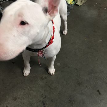 Mountainview Pet Boutique - Pet Groomers Near Me - Lake Elsinore, California Mountainview Pet Boutique - Pet Groomers Near Me - Lake Elsinore, California