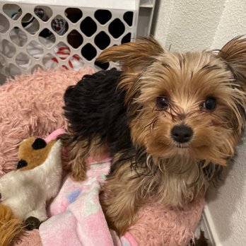 Euclid-Walnut Pet Clinic - Henry - Veterinarians Near Me - Ontario, California