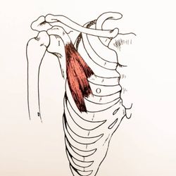 Meta Massage for Wellness - Opportunities to learn about the anatomy and structure of your body for self care