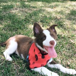 Reese the Border Collie