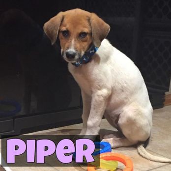 Big Bones Canine Rescue - Pet Adoption Near Me