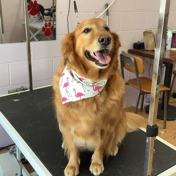 Lucky J's dog grooming - Pet Groomers Near Me - Lockhart, Texas Lucky J's dog grooming - Pet Groomers Near Me - Lockhart, Texas