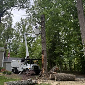 United Tree Care - Tree Services Near Me - Manassas, Virginia United Tree Care - Tree Services Near Me - Manassas, Virginia