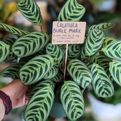 Evergreen Plant Co