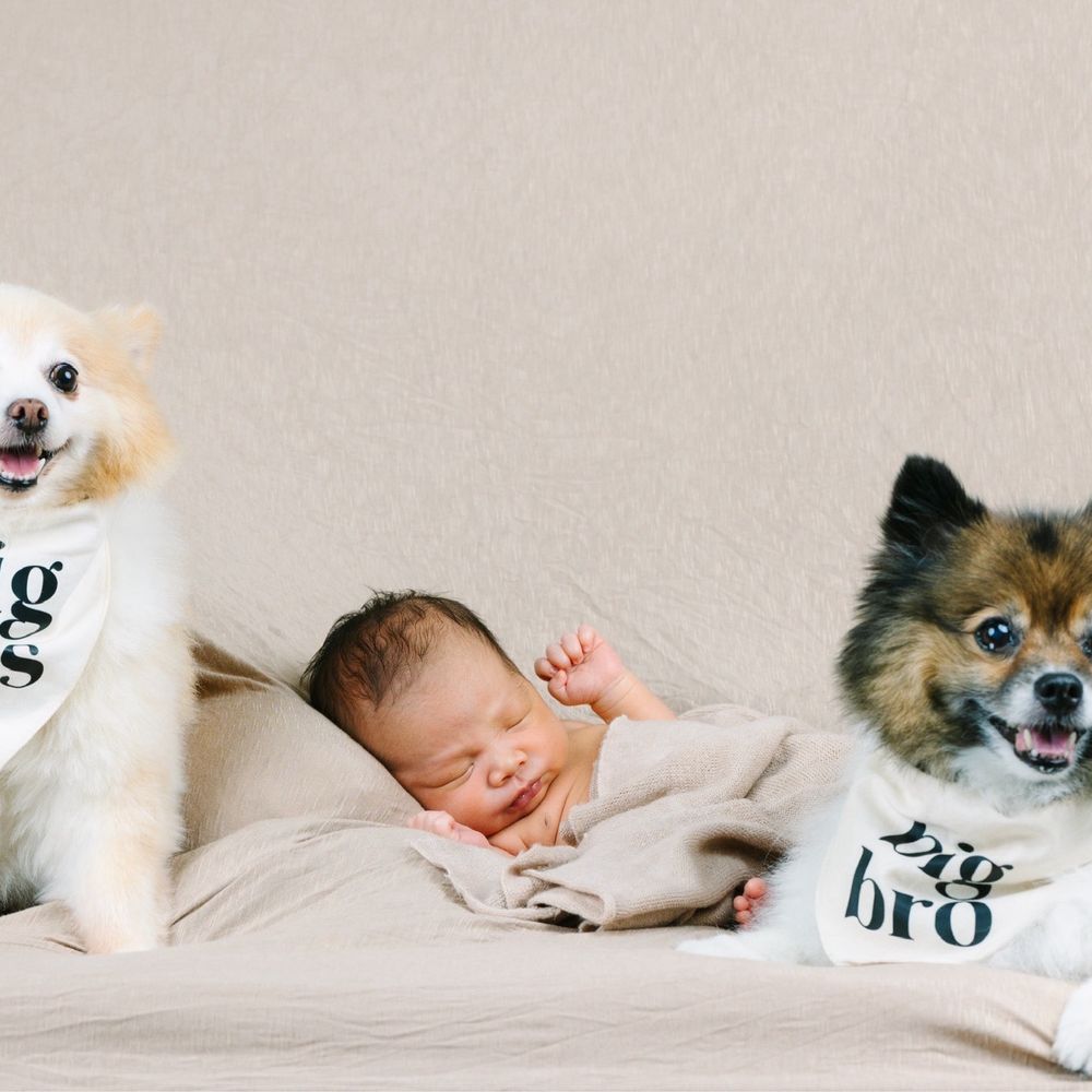 The Salty Dog Studio - Pet Photography Near Me - Costa Mesa, California
