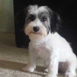 Laila Laila