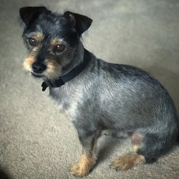 PetSmart - Pet Groomers Near Me - Foothill Ranch, California PetSmart - Pet Groomers Near Me - Foothill Ranch, California