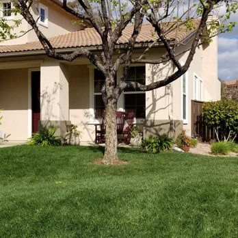 Quality Tree Service - After - Tree Services Near Me