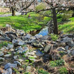 Kenwood Cherry Blossoms