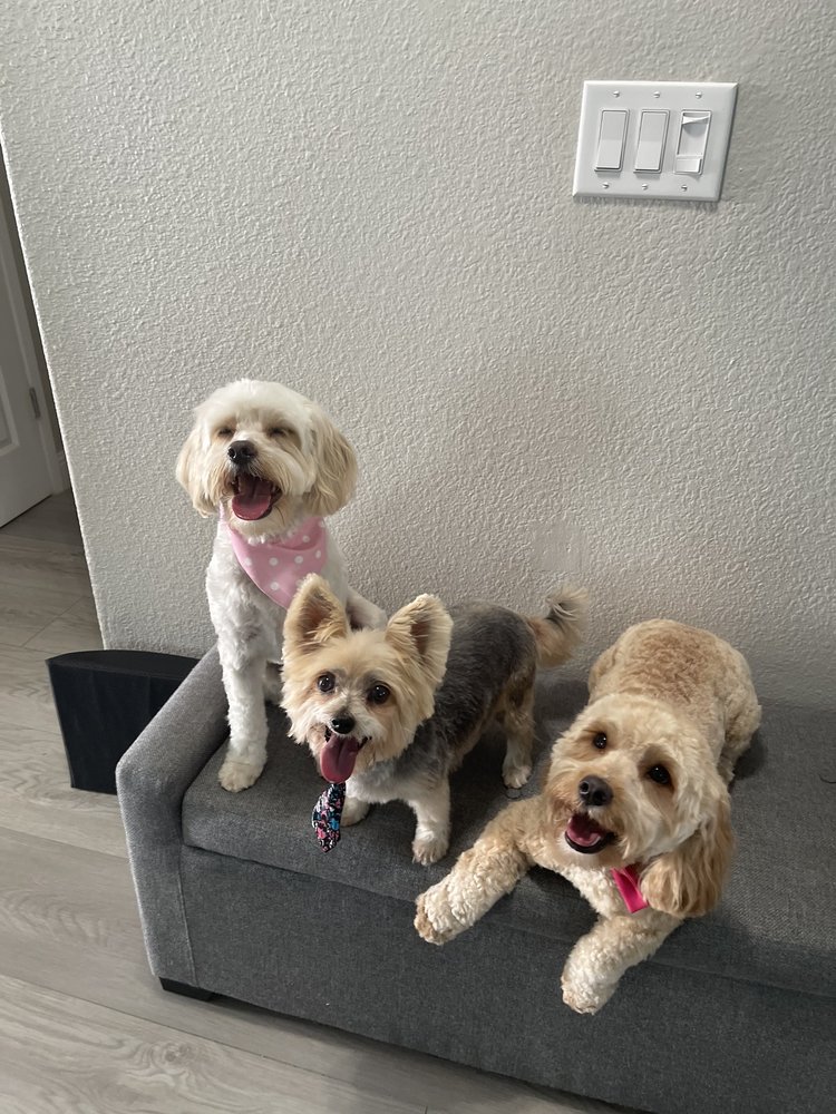 PET GROOMING BY ALEJANDRA Updated September 2024 35 Photos & 32