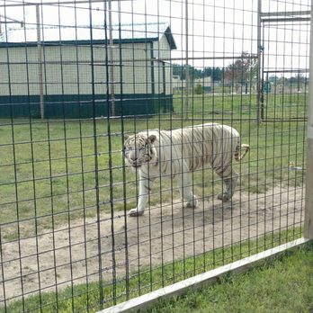 Safari North Wildlife Park - Zoos Near Me - Brainerd, Minnesota