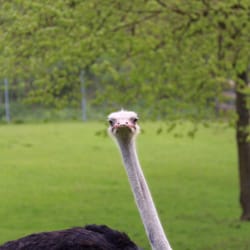 Naturerlebnispark Mundenhof - Dieren in Mundenhof