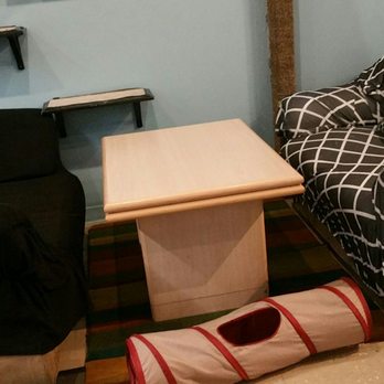 My Kitty Cafe - Lots of comfy chairs and couches to lounge on. - Pet Adoption Near Me - Guelph, Ontario My Kitty Cafe - Lots of comfy chairs and couches to lounge on. - Pet Adoption Near Me - Guelph, Ontario