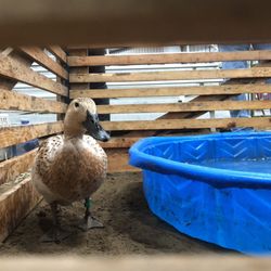 Salinas Valley Fair - Ducks at Farm Day