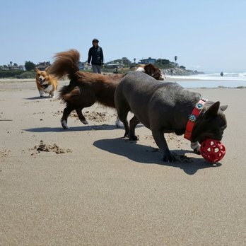 26th Street Beach - Happy dogs! - Beaches Near Me - Santa Cruz, California 26th Street Beach - Happy dogs! - Beaches Near Me - Santa Cruz, California