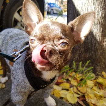 Happy Pups - Dog Walkers Near Me - Queens, New York Happy Pups - Dog Walkers Near Me - Queens, New York