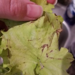 This is not dirt (leaves were hand-rinsed and cleaned prior to taking picture) - this is damage from the plant being strewn around.