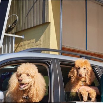 Stadium Automotive - George Rode, Owner with shop dogs Cosmo (left) and Sheba - Auto Repair Near Me - Eugene, Oregon