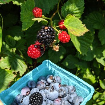 Pattys Berries and Bunches - Fruits & Veggies Near Me - Mattituck, New York Pattys Berries and Bunches - Fruits & Veggies Near Me - Mattituck, New York