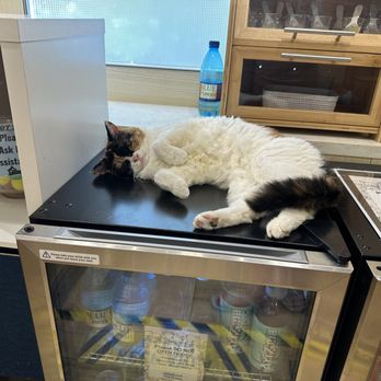 Cat Cafe Moff - Themed Cafes Near Me - Honolulu, Hawaii
