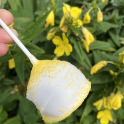 Emy Delights & Bites - Lemon cake pop