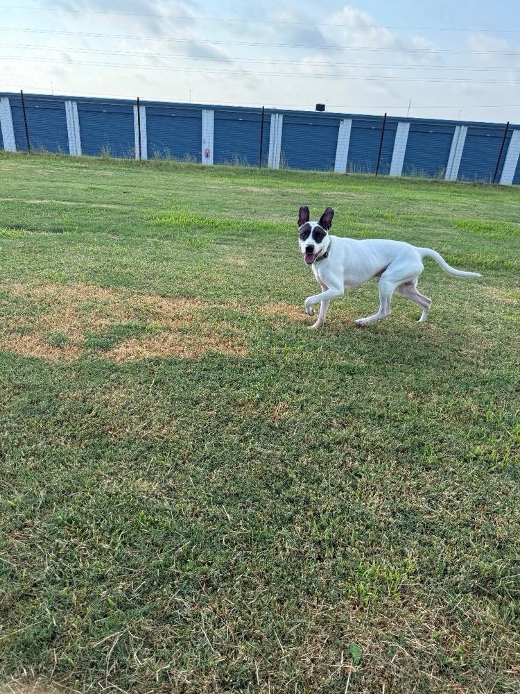 My Buddy's Pet Resort Image