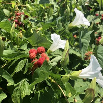 Demarest Farm - resberry - Farmers Market Near Me - Hillsdale, New Jersey