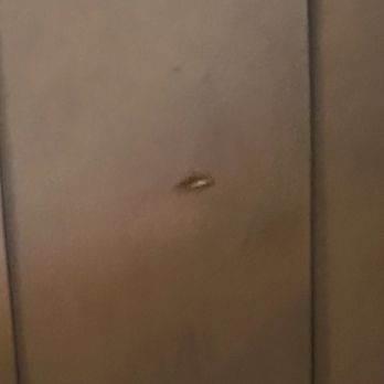 Osphere Grill and Bar - Cockroach on seat on booth in the middle of the afternoon - American Near Me - Orlando, Florida