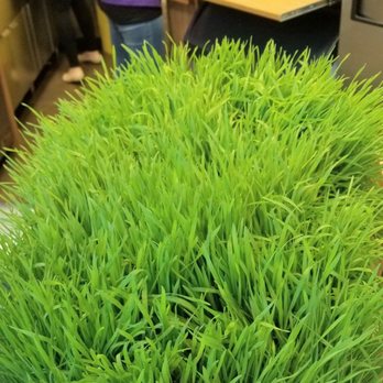 Booster Juice - Wheat grass - Juice Bars & Smoothies Near Me - Ottawa, Ontario Booster Juice - Wheat grass - Juice Bars & Smoothies Near Me - Ottawa, Ontario