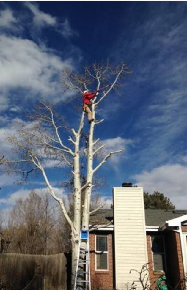 Survival Tree Service - tree service in Colorado Springs, CO