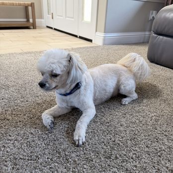 Pristine Paws - Pet Groomers Near Me - San Luis Obispo, California