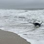 Photo of Redondo Beach