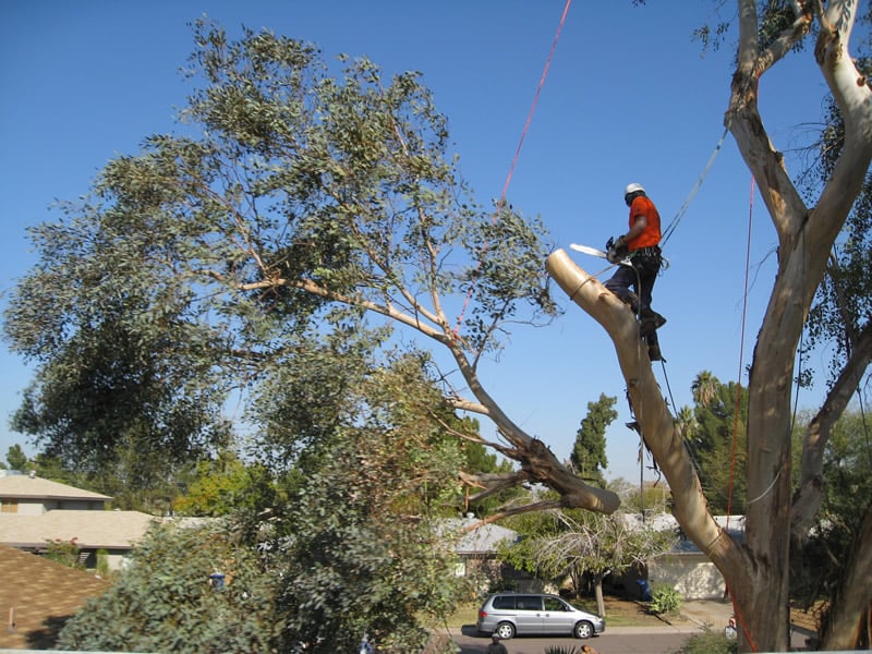 Virginia Stump Grinders - tree service in Virginia Beach, VA
