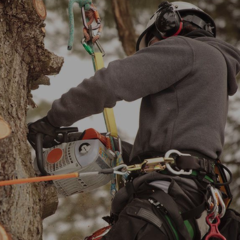 Moose's Tree Service - a man cutting a tree - Tree Services Near Me - Shreveport, Louisiana Moose's Tree Service - a man cutting a tree - Tree Services Near Me - Shreveport, Louisiana