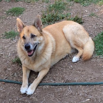 Crazy Misfits - A very handsome, happy dog. - Dog Walkers Near Me - Kent, Washington Crazy Misfits - A very handsome, happy dog. - Dog Walkers Near Me - Kent, Washington