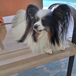 Plymouth & Brockton - That's my dog, Brady, the one they would not let on the bus.He was in a carrier.He never even makes a sound he stays very quiet.