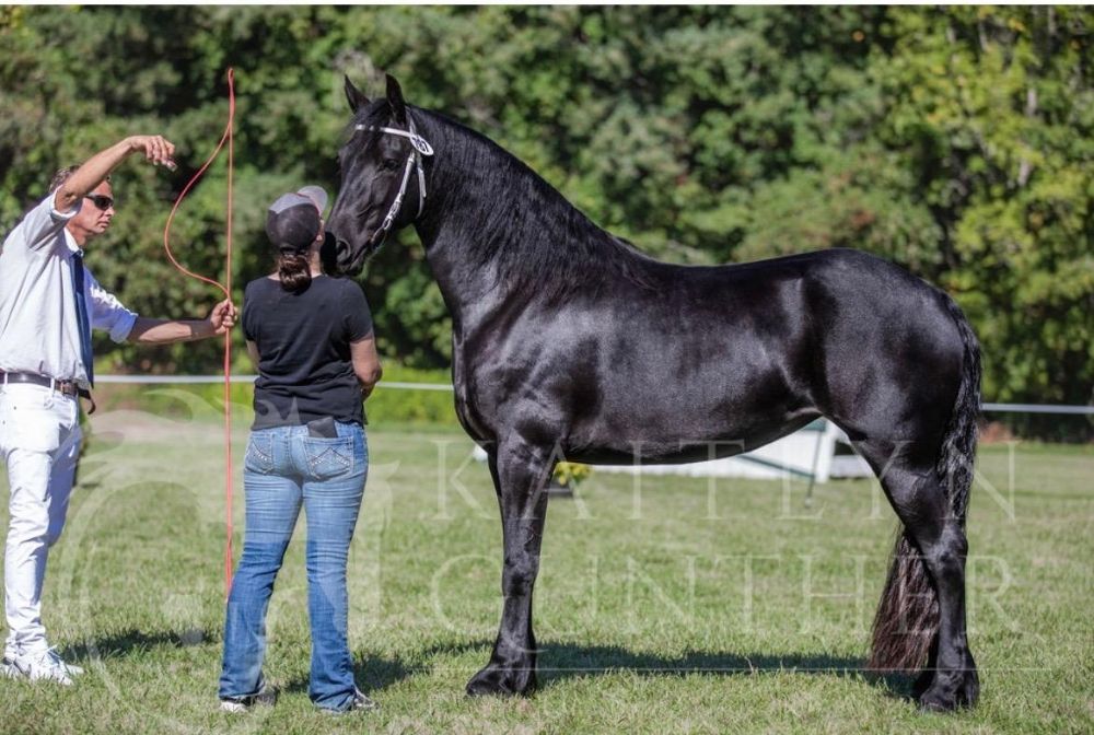 Alpine Equestrian