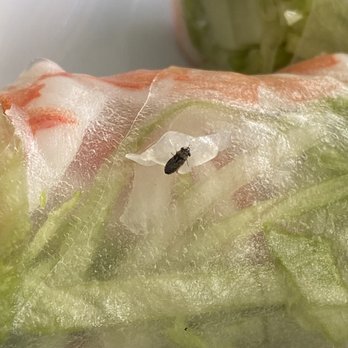 Happy Pho - Here is the bug that was wrapped into my Traditional Spring Rolls / Goi Cuon - Vietnamese Near Me - Costa Mesa, California